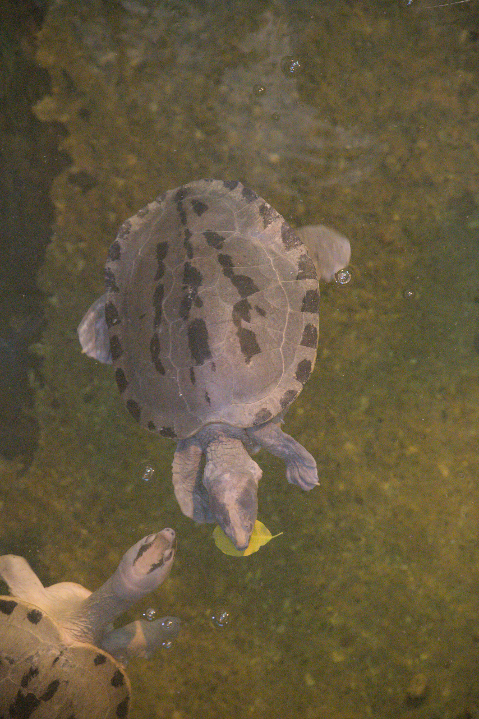 2025/10/12 - zoo/DSC_0146.jpg